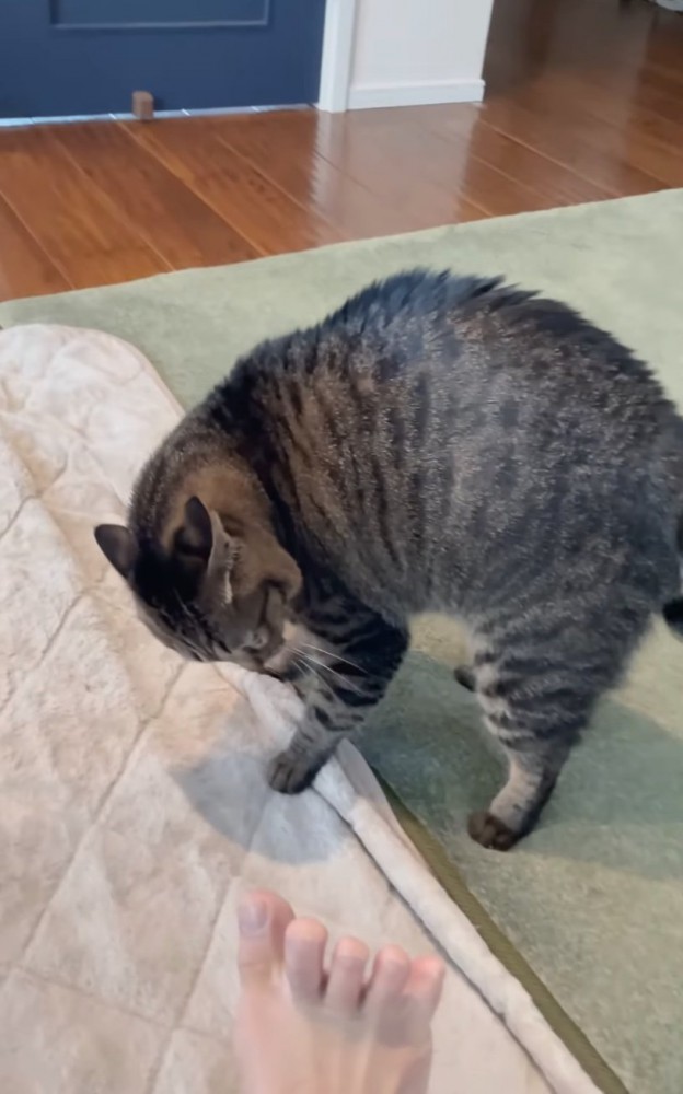 戸惑いながら覗き込む猫