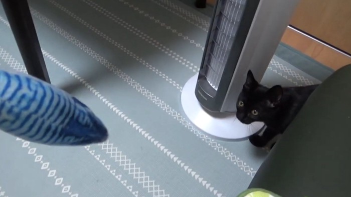 おもちゃを見ている猫