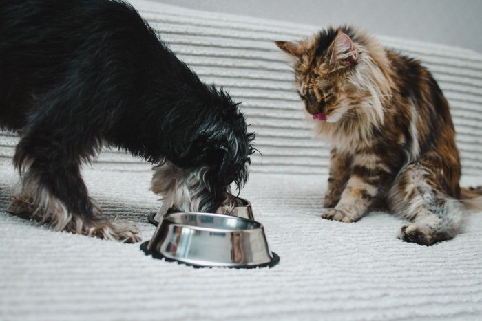 食事中の犬を見つめる猫