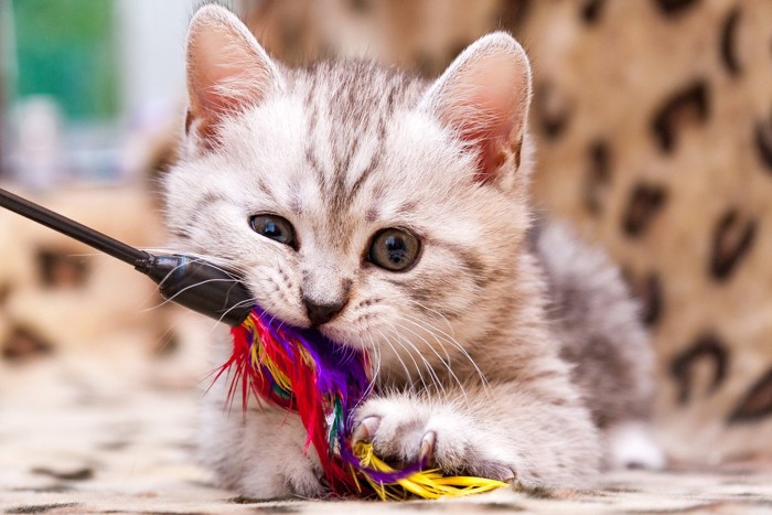 猫じゃらしをくわえる子猫