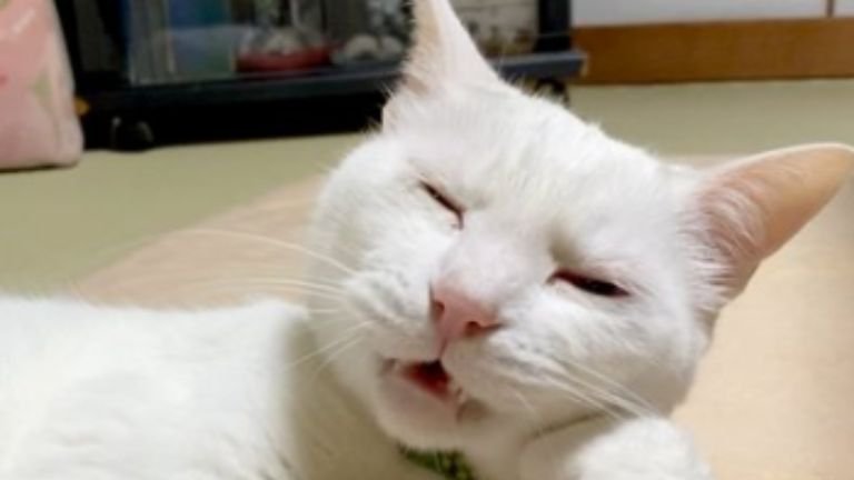 室内にいる猫