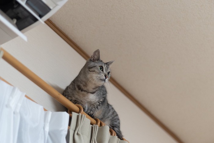 カーテンレールに登った猫