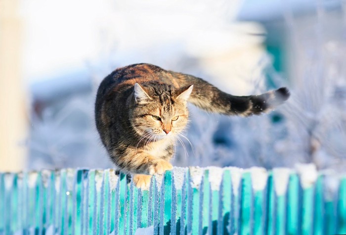 塀の上を歩く猫