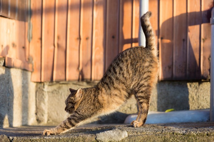 鍵しっぽの猫