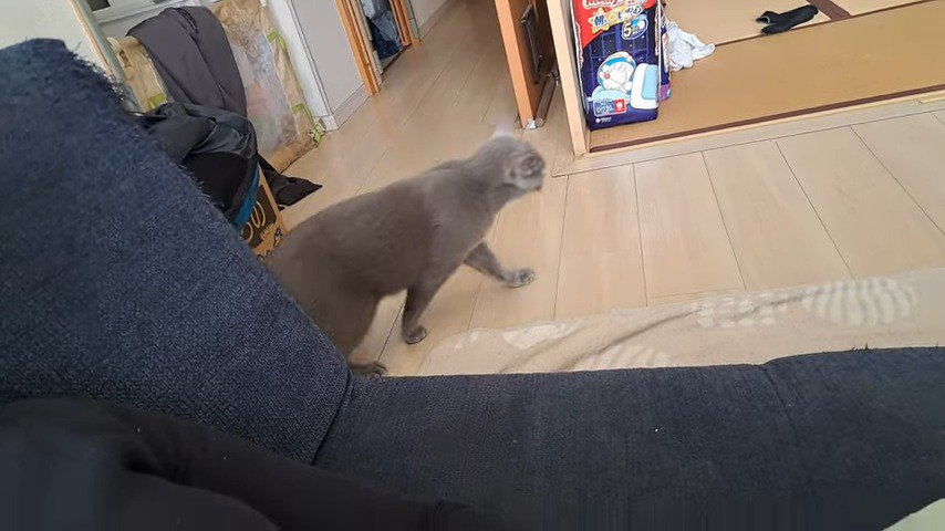 立ち去る猫