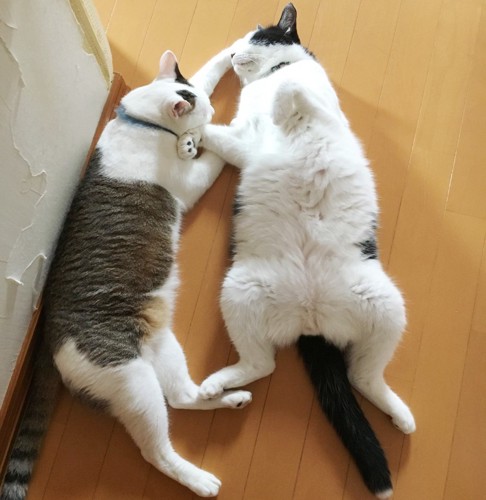 ライ
