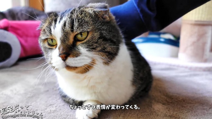 背中をなでられる猫