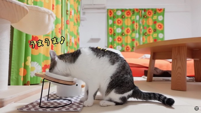 ご飯を食べる尻尾がシマシマの猫