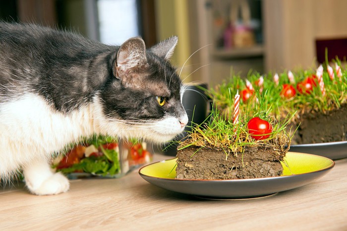 ケーキと猫