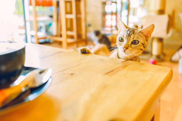 カップがのったテーブルをのぞく猫