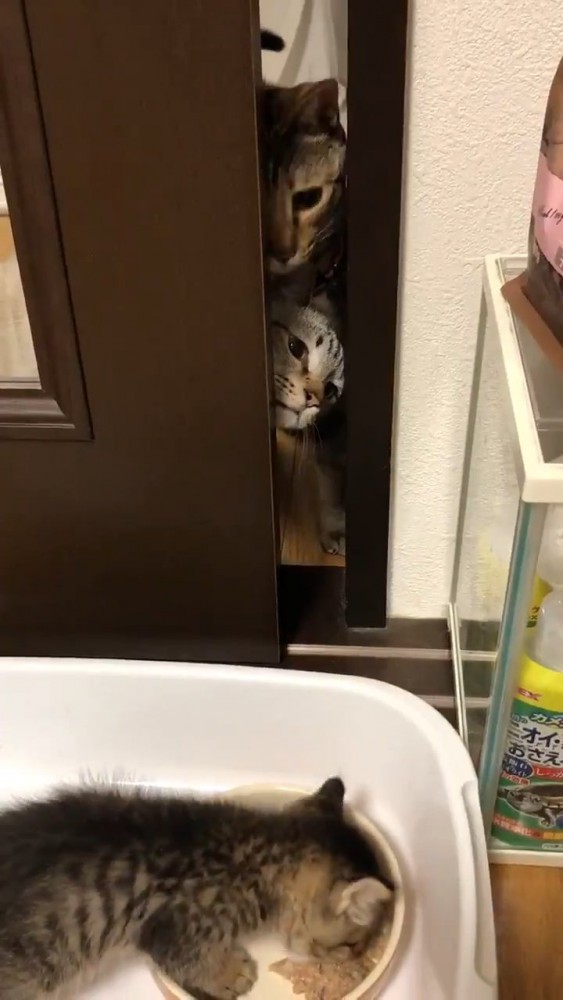 隙間から子猫を見る2匹の猫