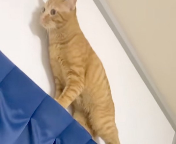 カーテンポールの上の猫