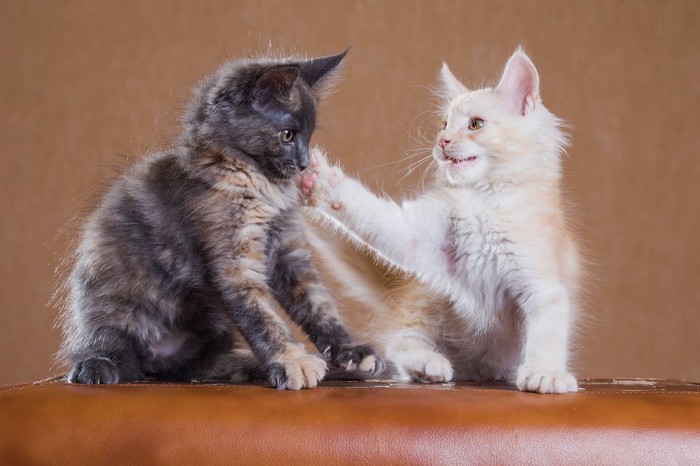 子猫に叱られている子猫