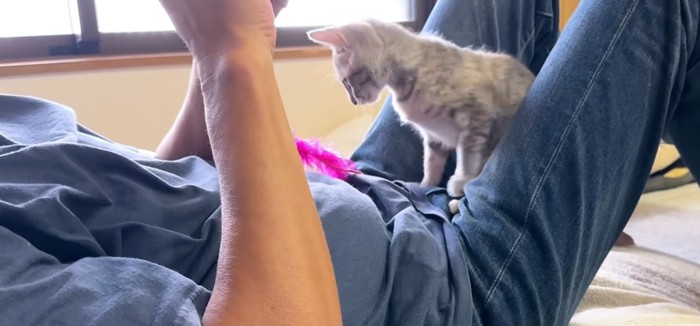 おもちゃをおなかに置く猫