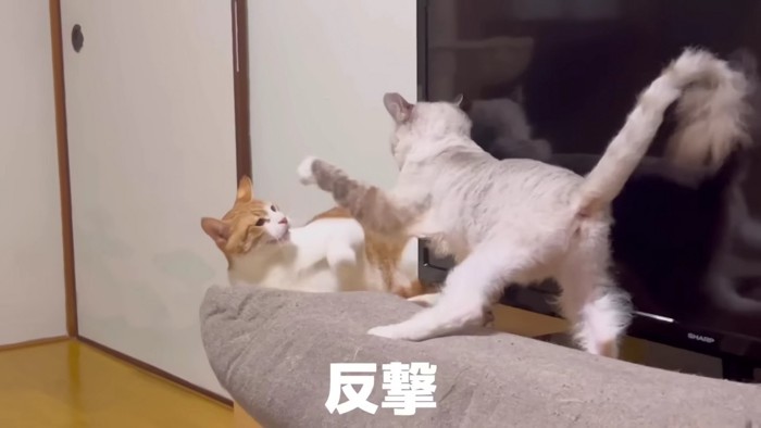 反撃される猫