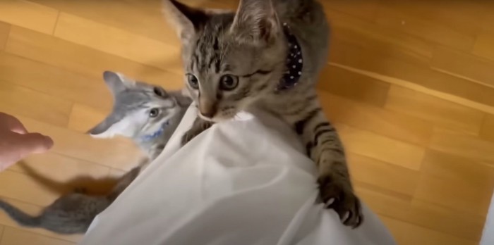 足を上る猫
