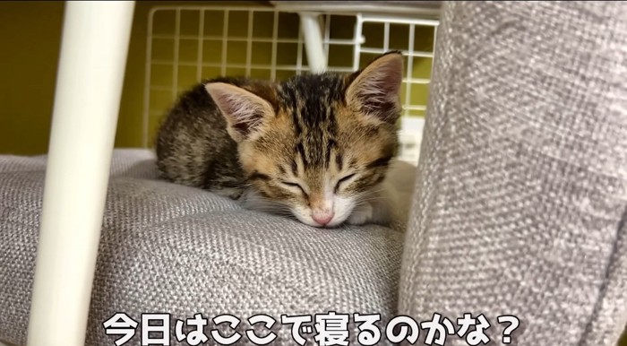 寝ている猫