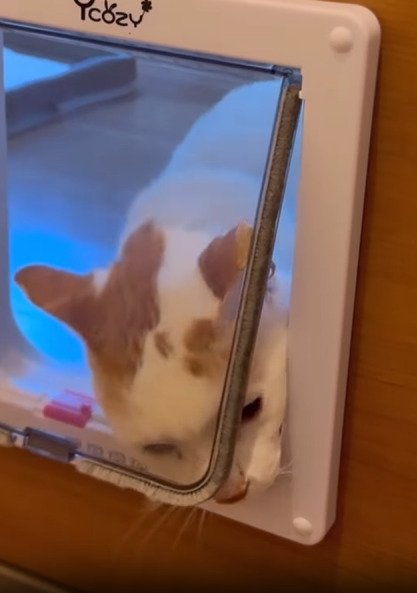 顔でキャットドアを開ける猫