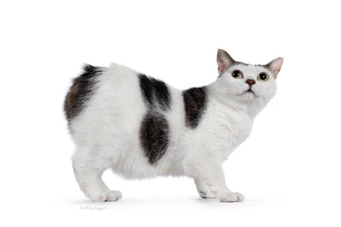 しっぽがない白黒猫