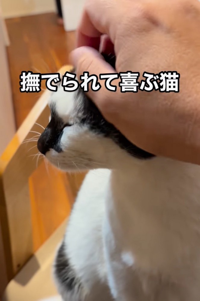 撫でてもらう猫