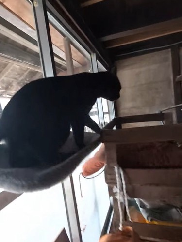 ハンモックから移動する猫