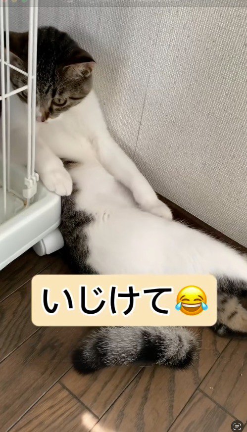 ケージの隙間に仰向けになって挟まるキジ白猫