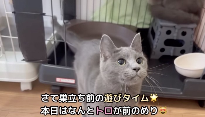 猫じゃらしで遊ぶトロ