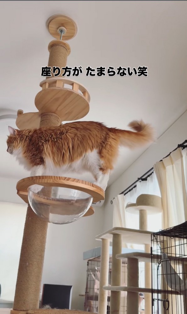 キャットタワーに登る猫