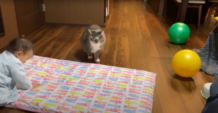 赤ちゃんの乗っている布団を見つめる猫