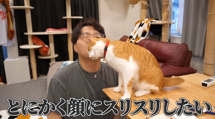 飼い主の顔に頭をすりつける猫