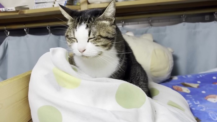 枕にのるおでこちゃん