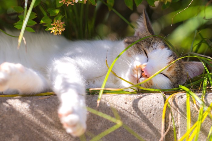 気持ちよさそうに寝る猫