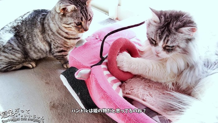 ハンドルの中心を押す猫