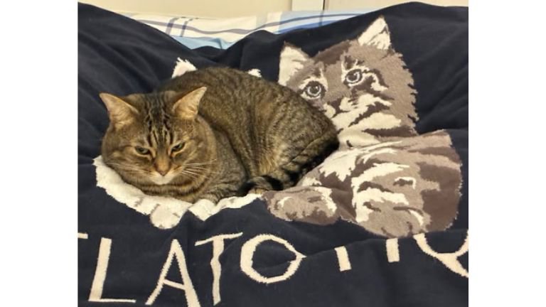 室内にいる猫