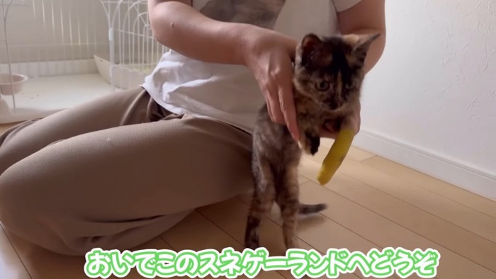 ママの膝から下ろされる子猫