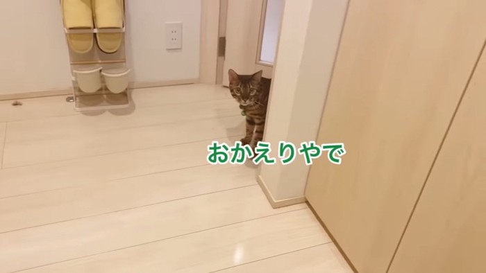 顔だけ出す猫