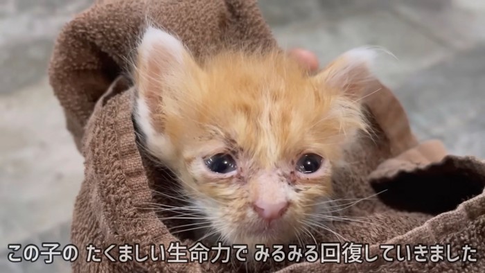 タオルで包まれた子猫