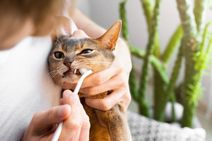 猫の歯を磨く人