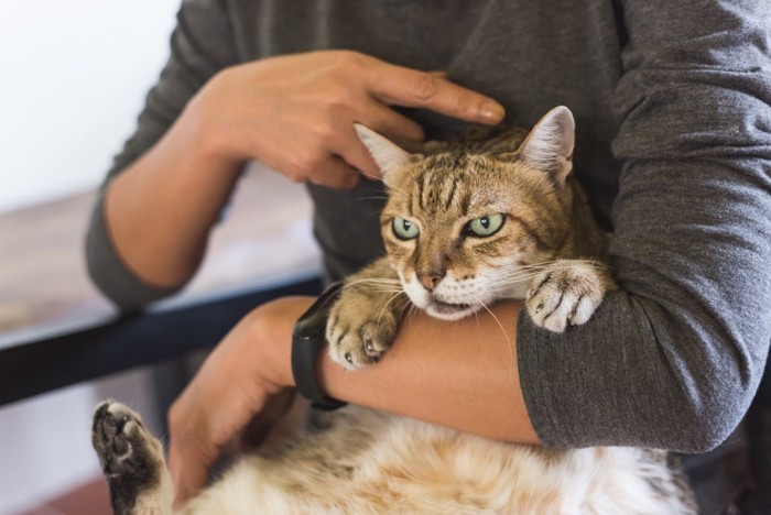 押さえつけられる猫