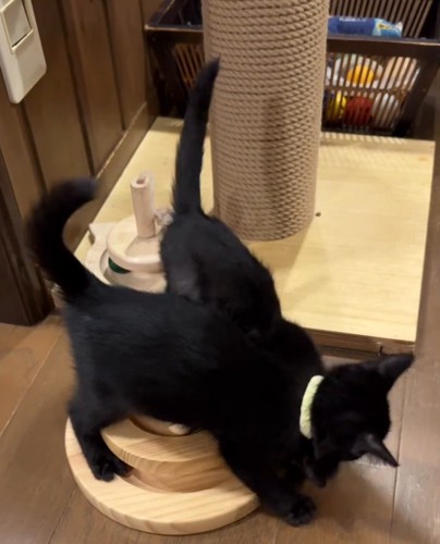 黄色い首輪を着けた子猫にじゃれつかれる、ピンクの首輪を着けた子猫