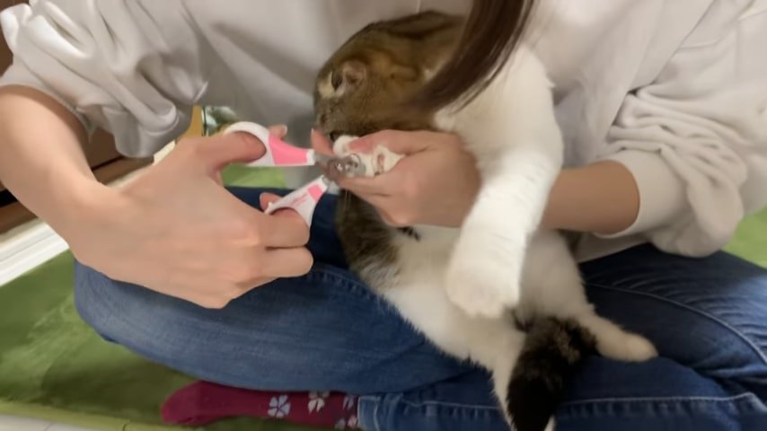 前足の爪きりをしている猫