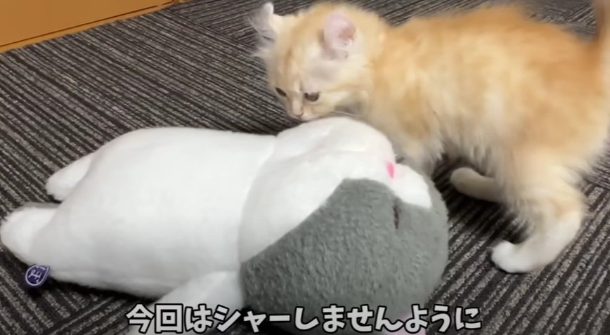 人形とクリーム色の子猫