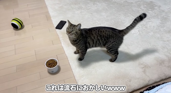 ご飯の前にいるさもじくん