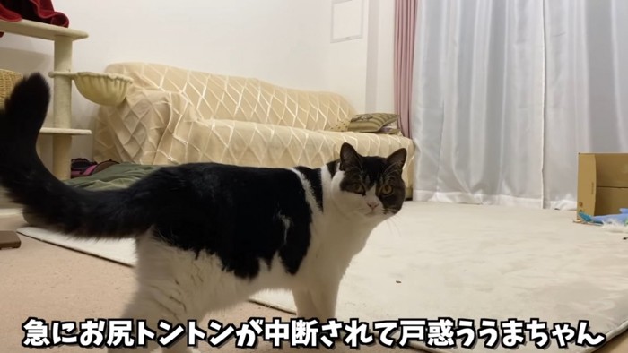 振り向く猫