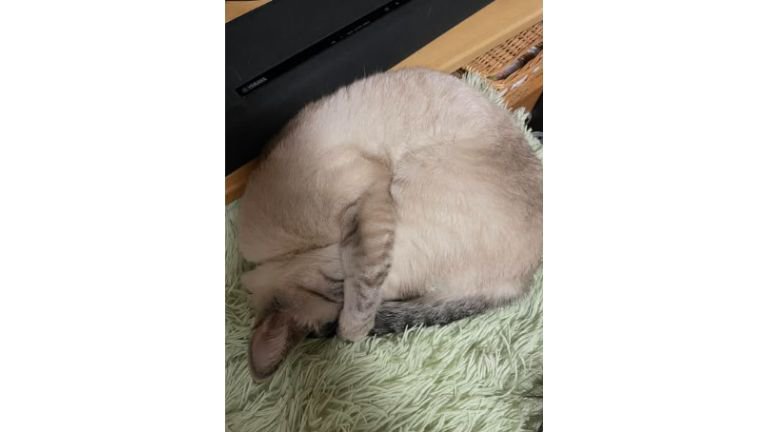 寝ている猫
