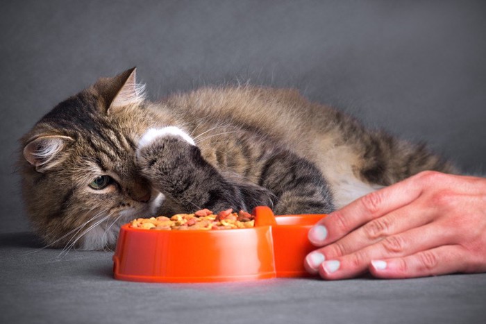 餌を前に目に手をあてる猫