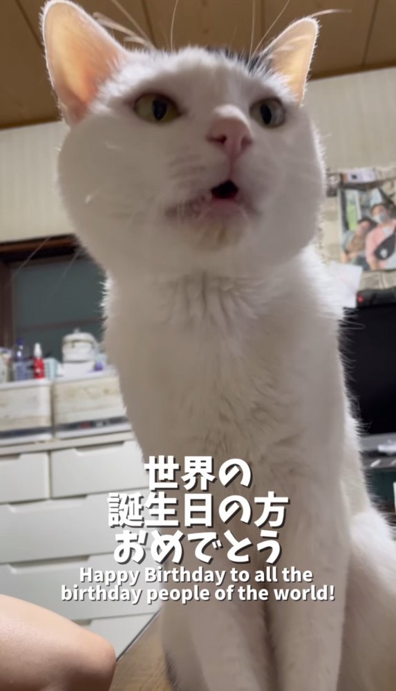 口を小さく開ける猫