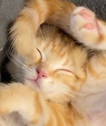 寝ている茶トラ(アップ)