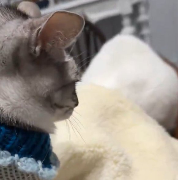 帽子に潜り込もうとする猫とそれを見守る猫