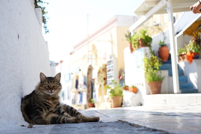 人の住むそばの道でくつろぐ猫